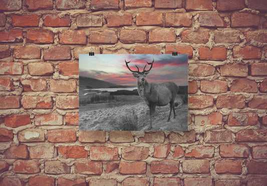Dramatic Red Sky Stag A3 Wall Art print