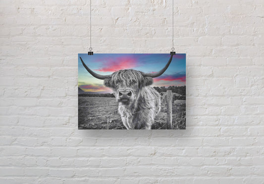 Dramatic Red Sky Highland Cow  A3 Wall Art print